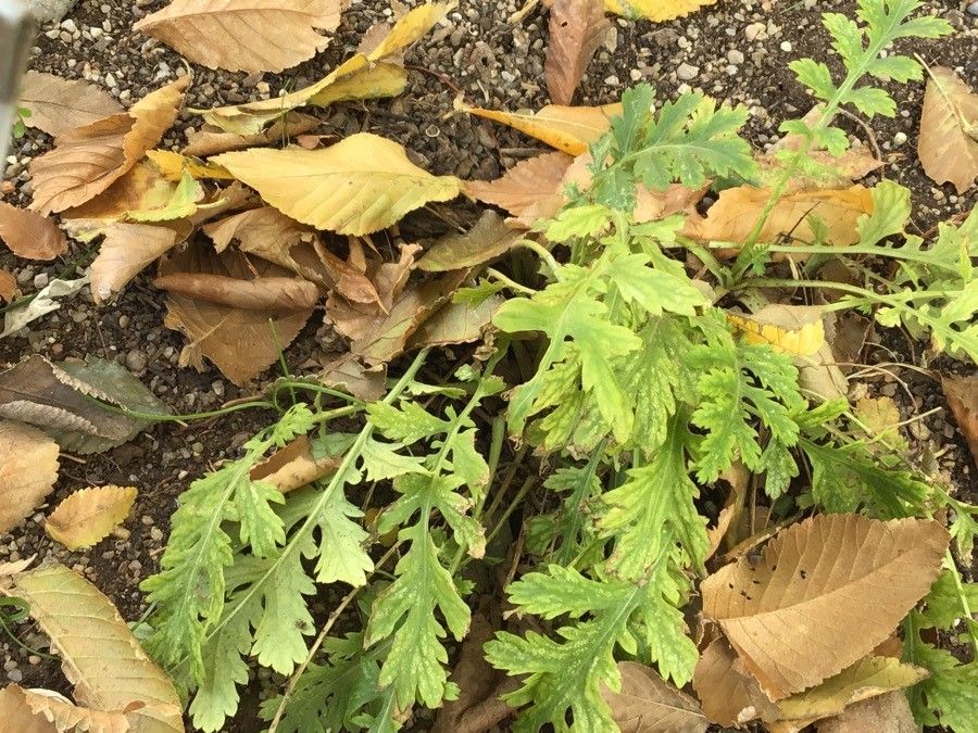 Tanacetum macrophyllum — search result for 'Tanacetum'