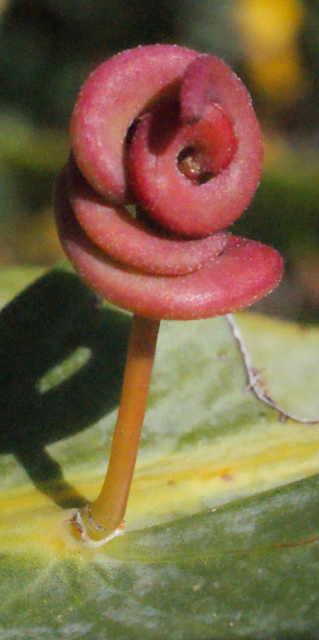 Acacia glaucoptera fruit