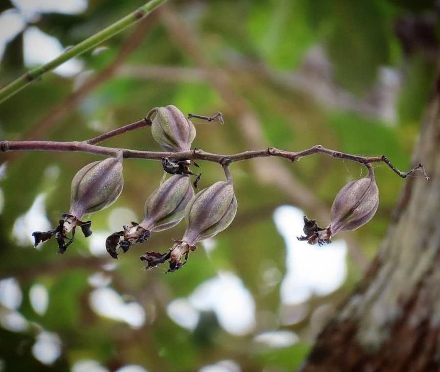 Encyclia cordigera fruit