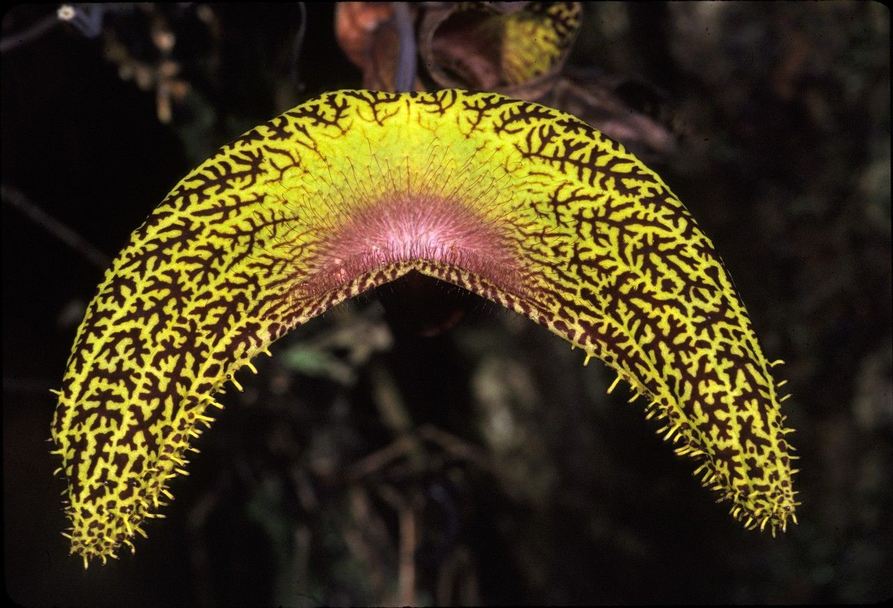 Aristolochia cornuta — search result for 'Aristolochia'