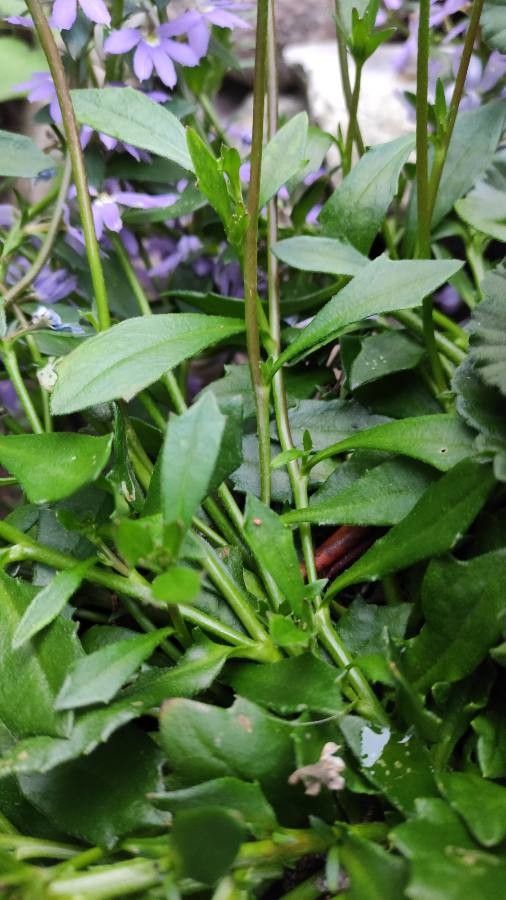 Scaevola aemula leaf