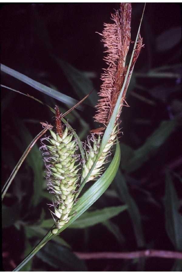 Carex hyalinolepis — houseplant care guide