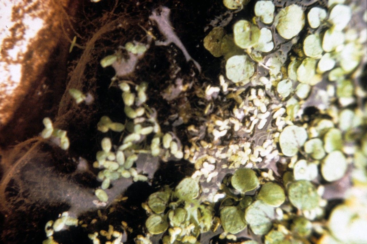 Lemna valdiviana habit