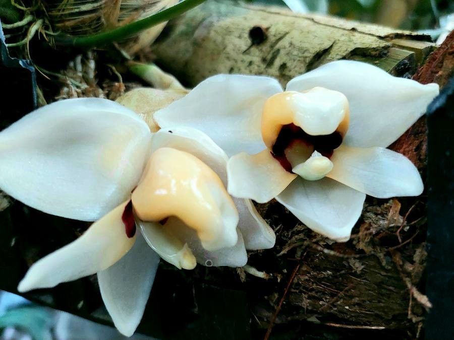 Stanhopea pulla — search result for 'Stanhopea'