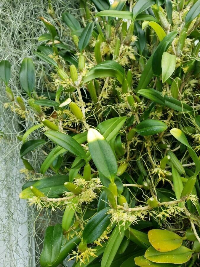 Bulbophyllum longerepens habit