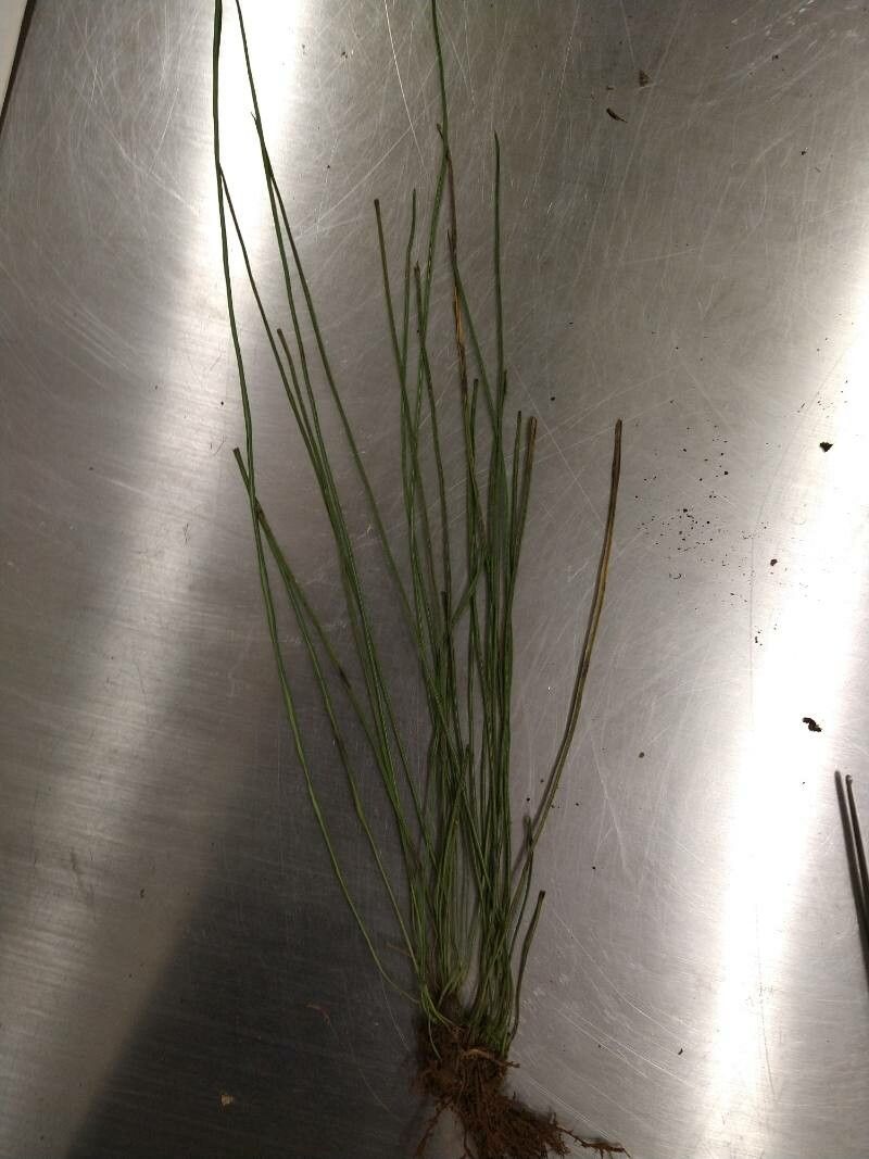 Vittaria graminifolia leaf