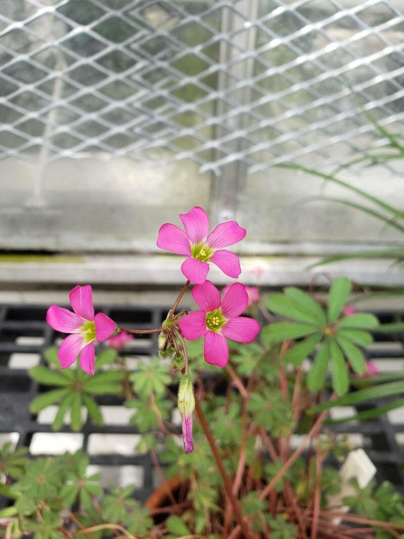 Oxalis lasiandra flower
