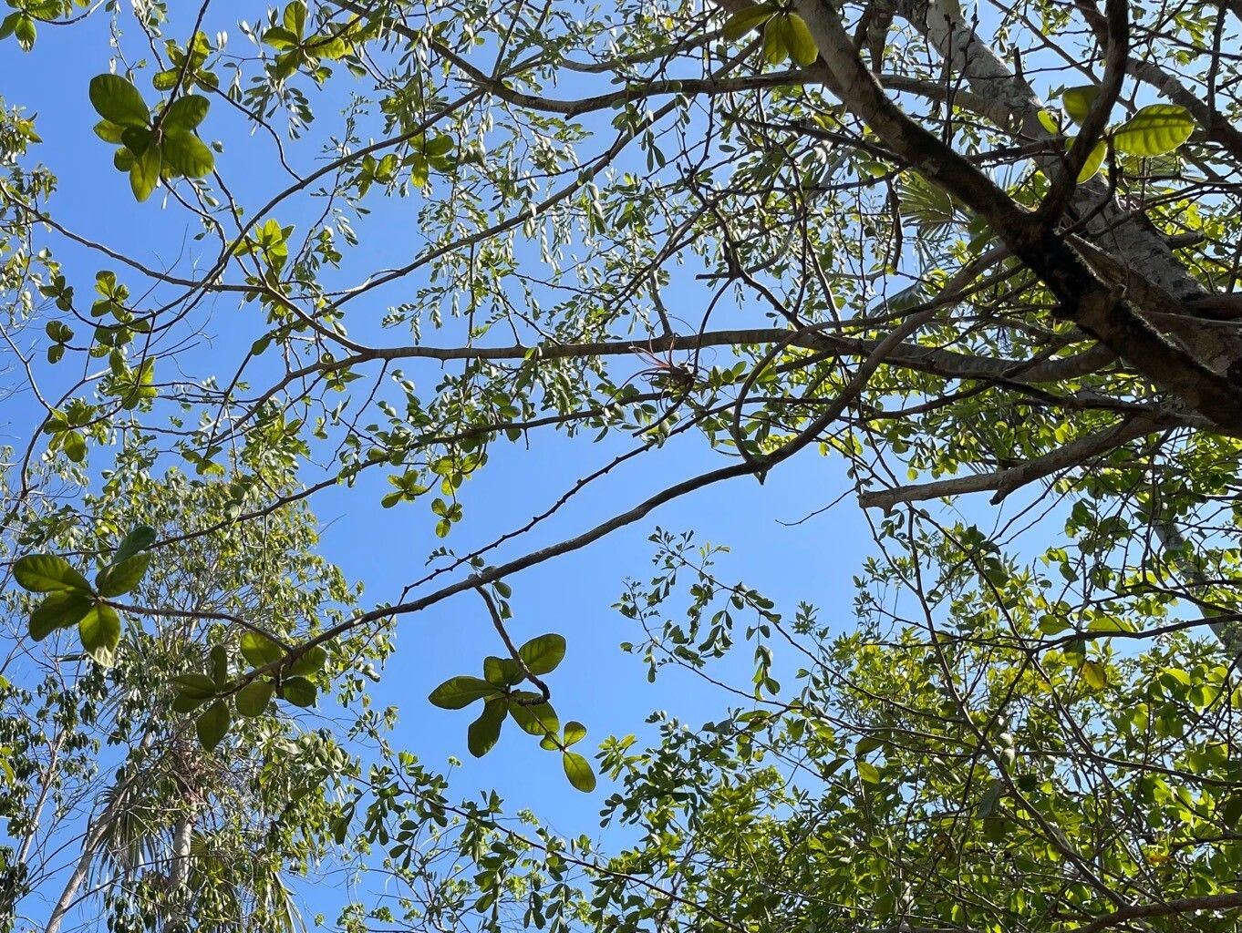 Terminalia eriostachya leaf