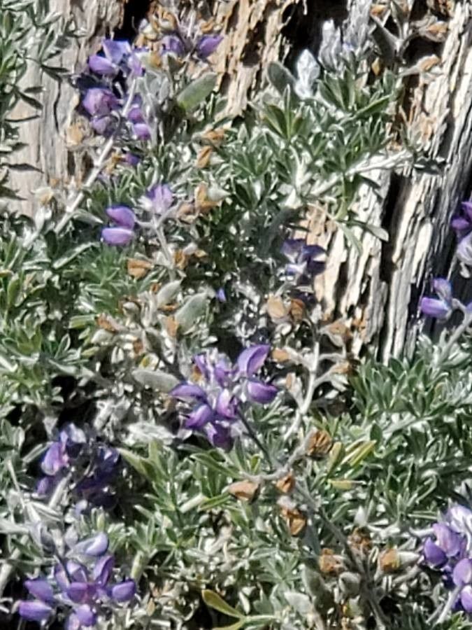 Lupinus chamissonis flower