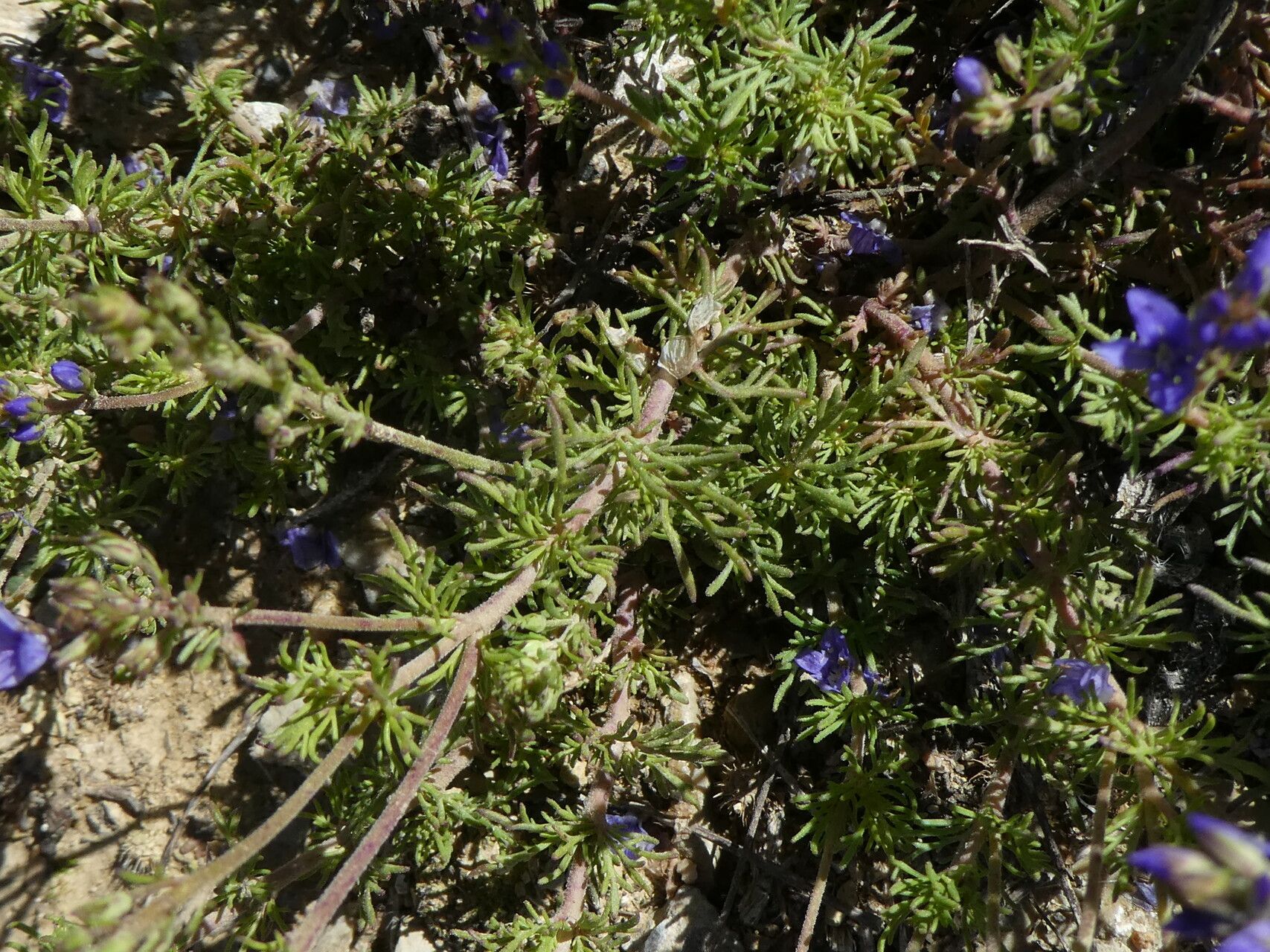 Veronica tenuifolia — houseplant care guide