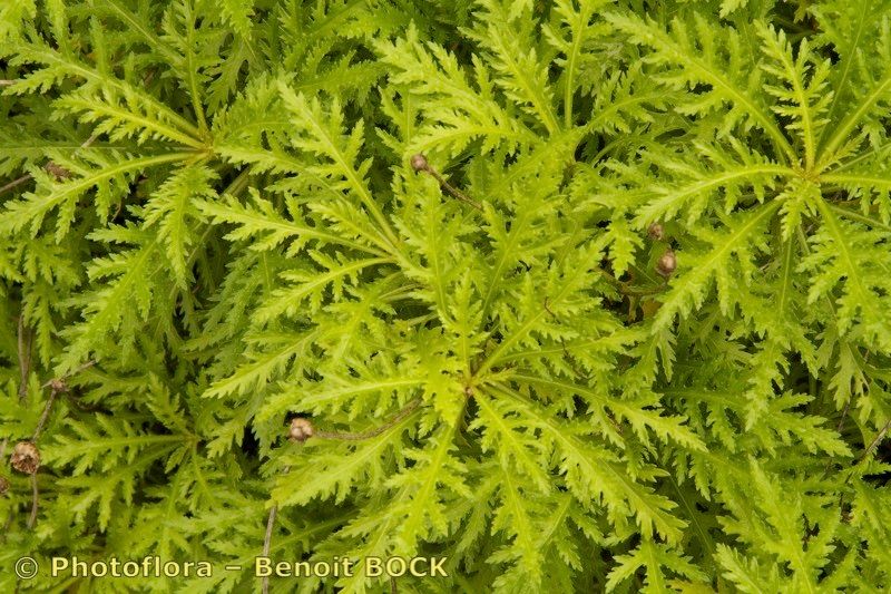 Argyranthemum dissectum other