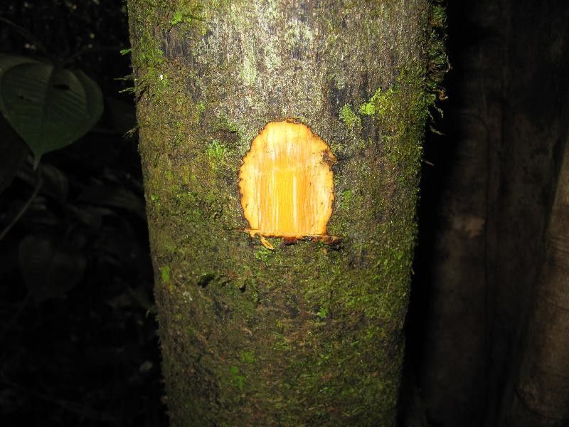 Guatteria anteridifera other