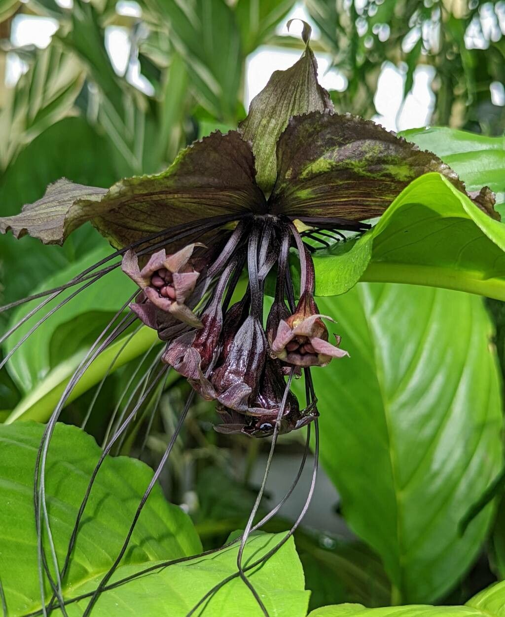 Tacca chantrieri fruit