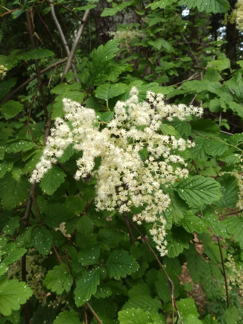 Holodiscus discolor flower