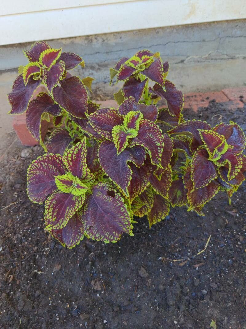 Solenostemon sylvaticus leaf