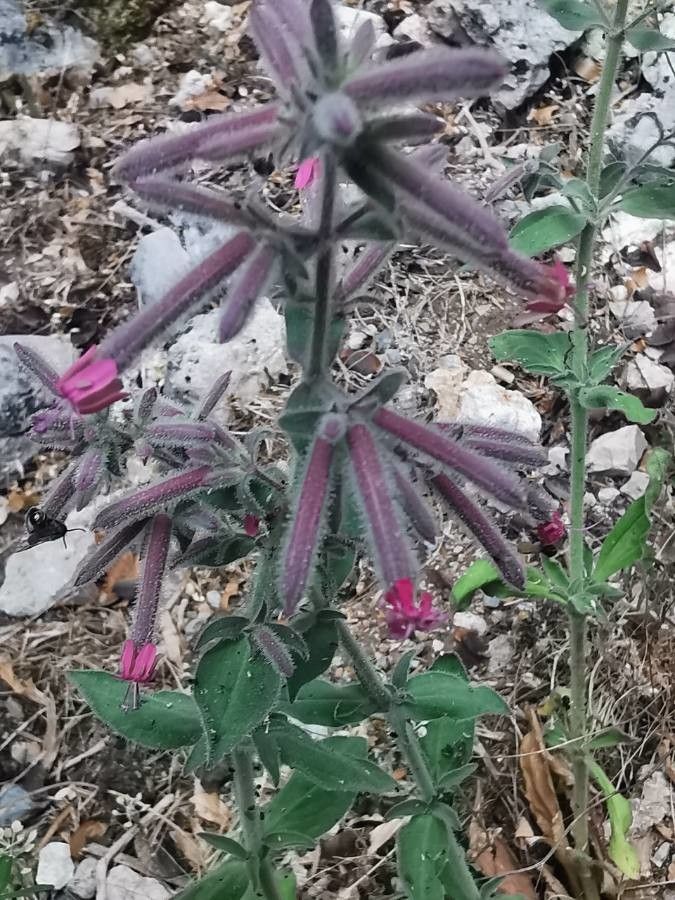 Saponaria glutinosa leaf