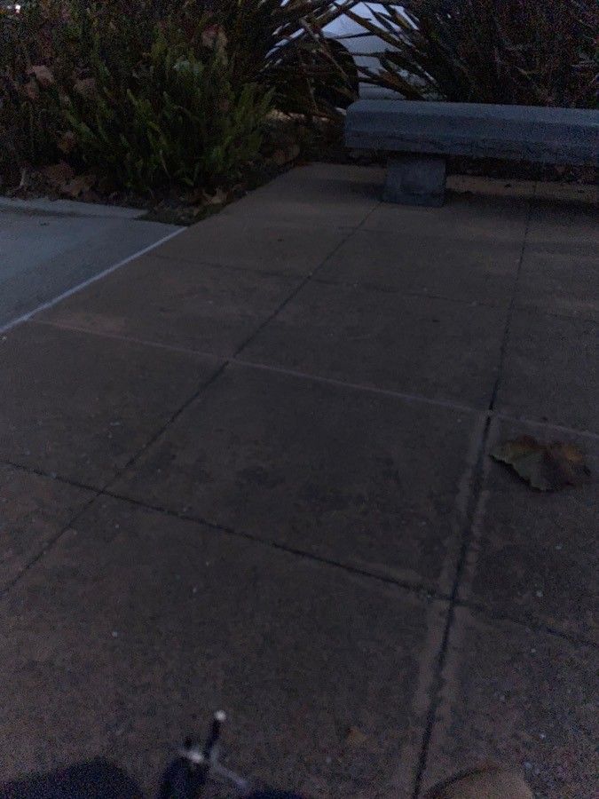 Masdevallia colossus bark