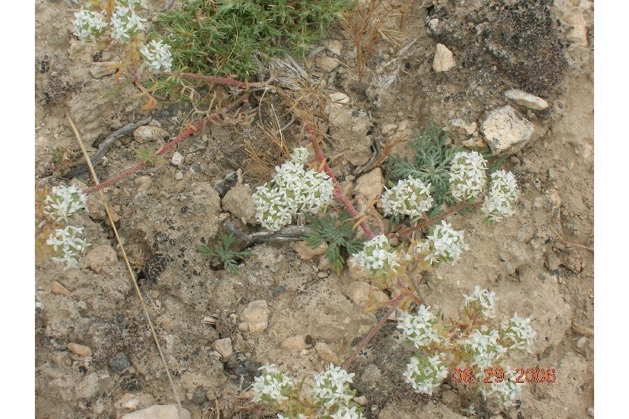 Ipomopsis congesta habit