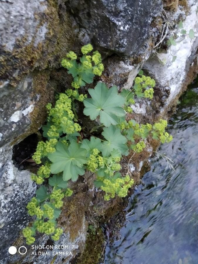Alchemilla glaucescens flower