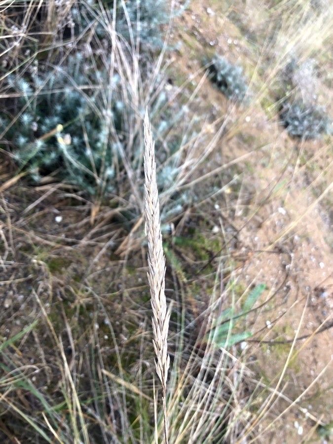 Ammophila arenaria fruit
