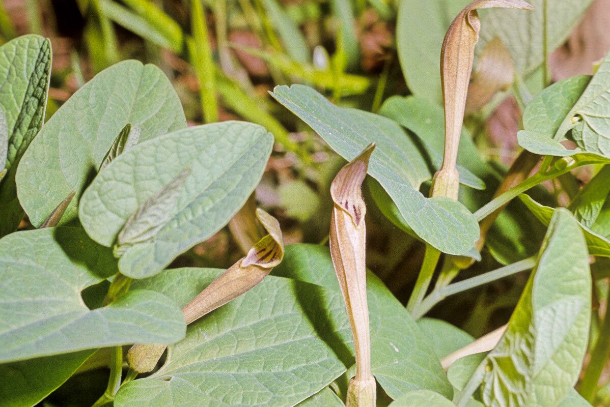 Aristolochia lutea flower
