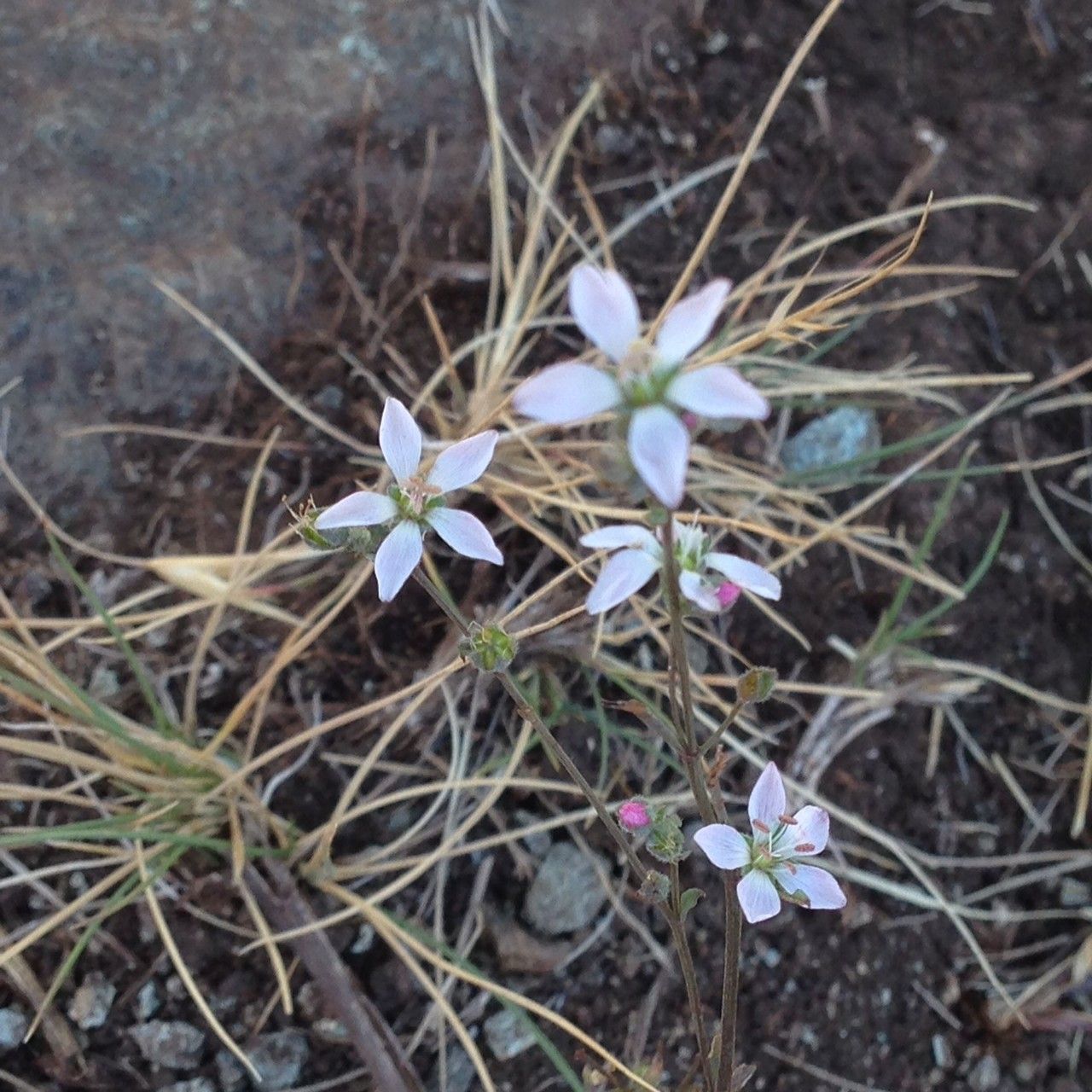 Linum congestum habit