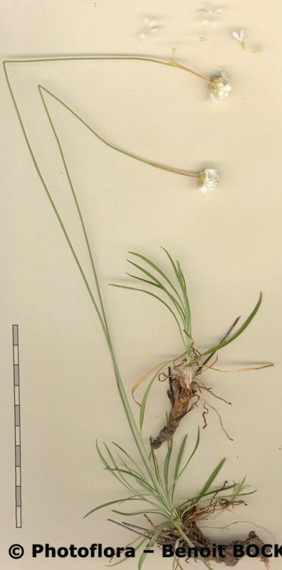 Armeria capitella other