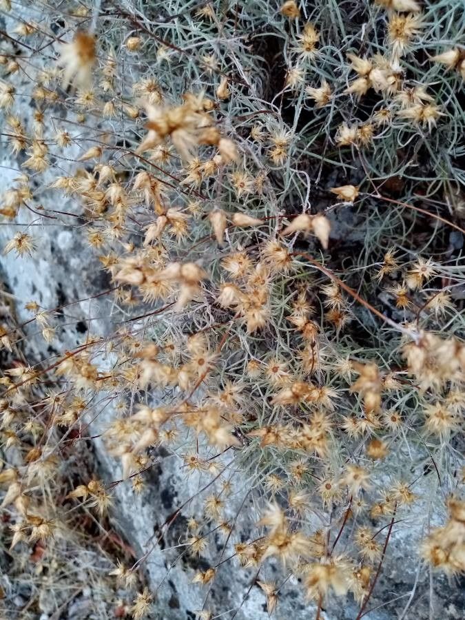 Phagnalon rupestre fruit