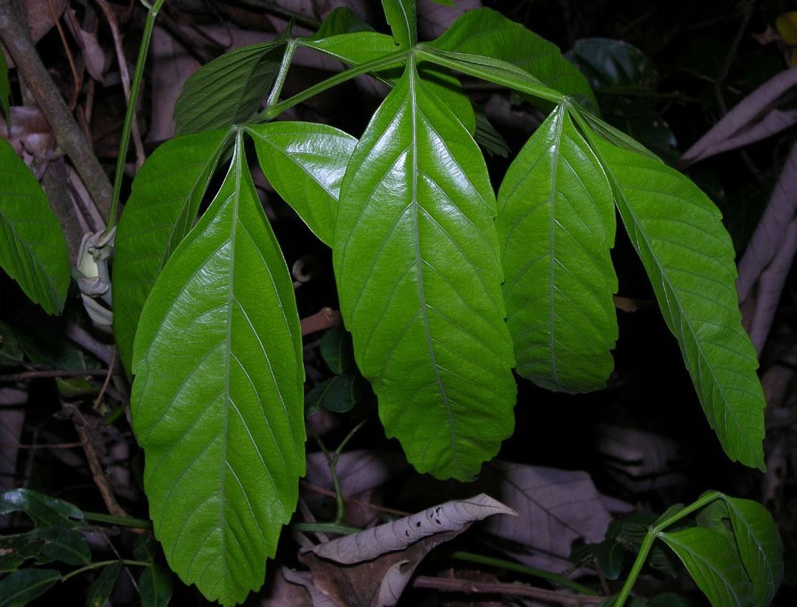 Paullinia ingifolia leaf