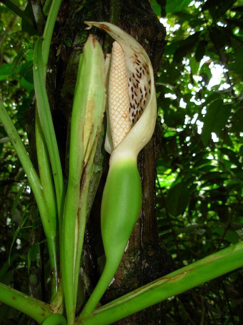 Syngonium standleyanum fruit