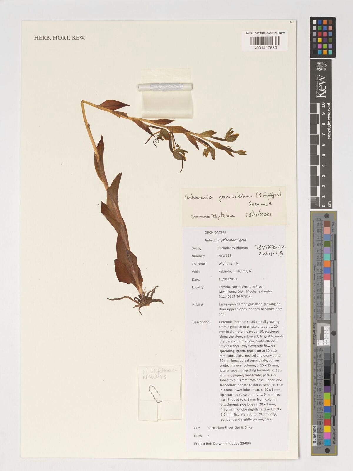 Habenaria geerinckiana — houseplant care guide