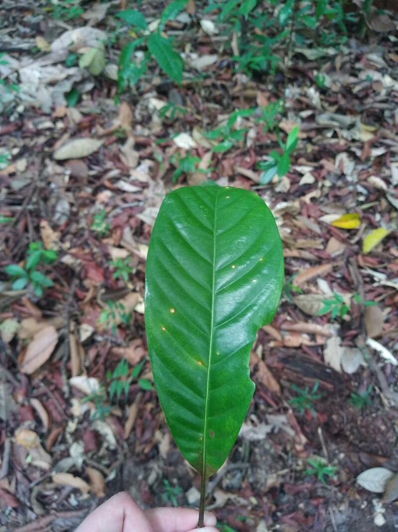 Barringtonia longisepala leaf