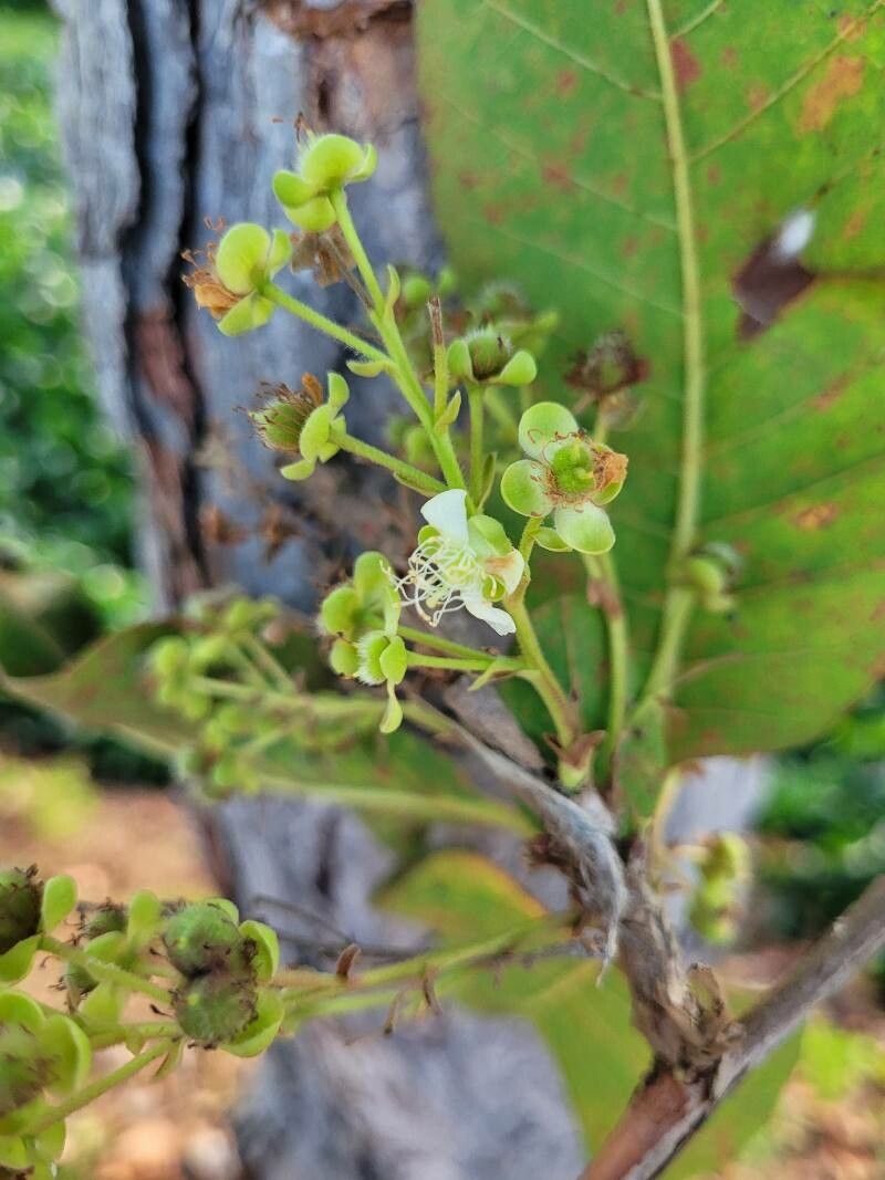 Curatella americana flower
