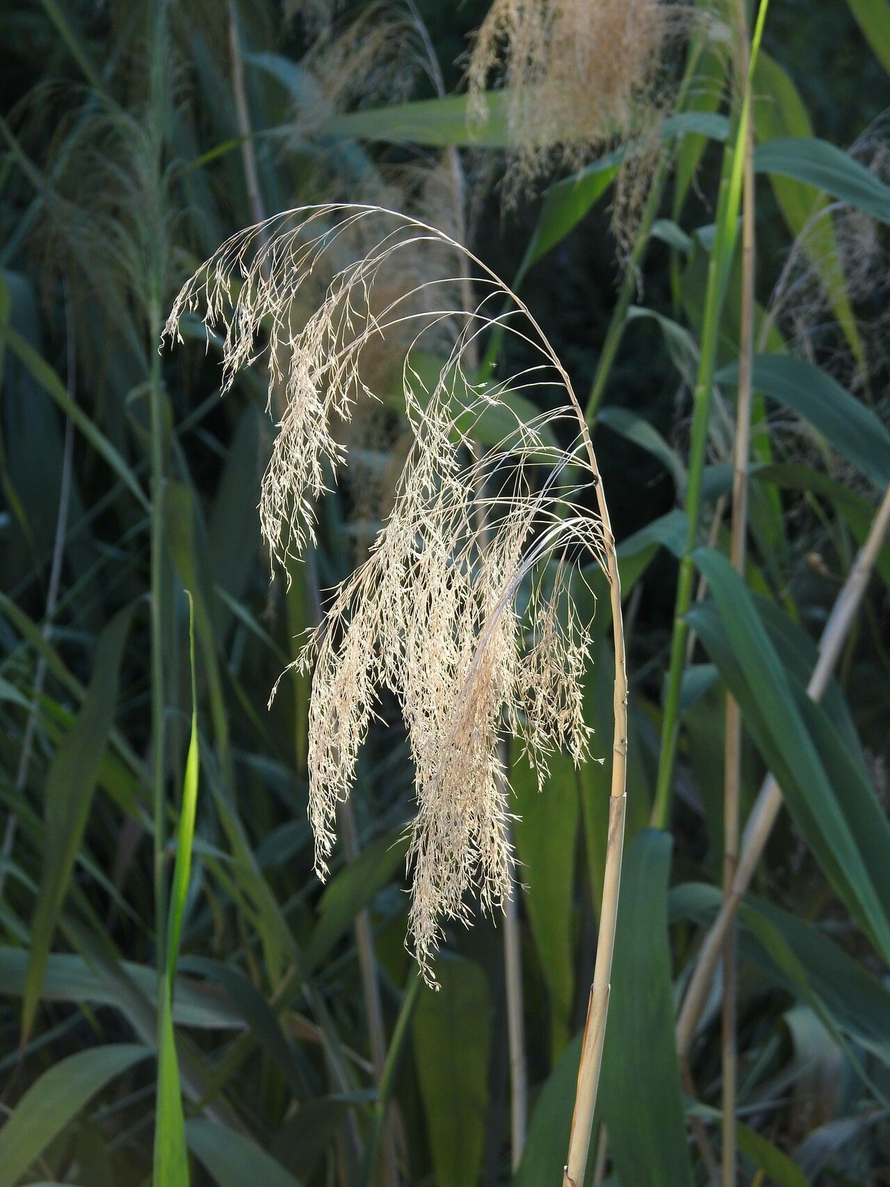 Thysanolaena latifolia fruit