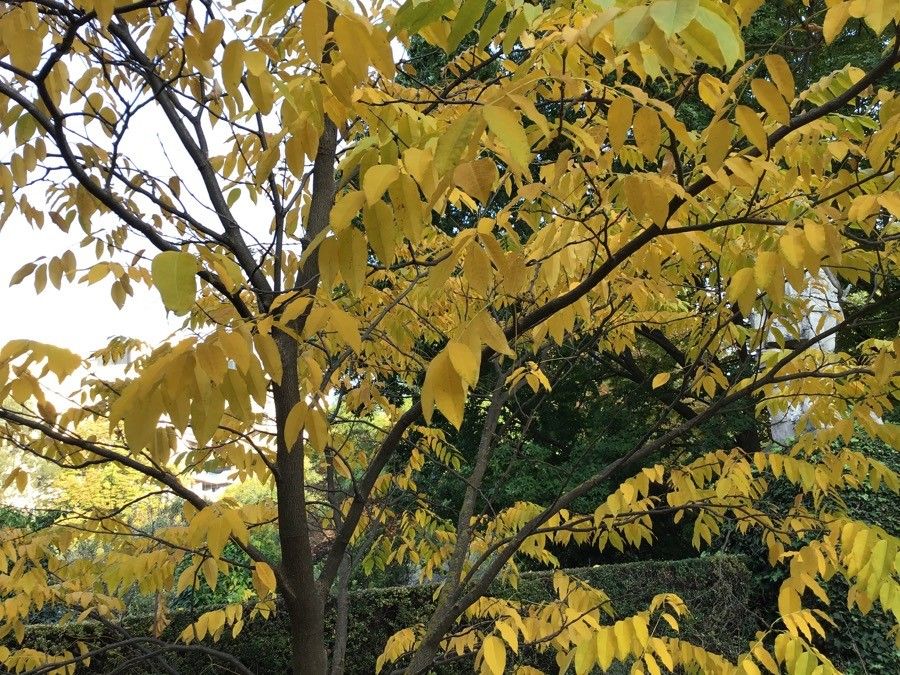 Cladrastis platycarpa leaf