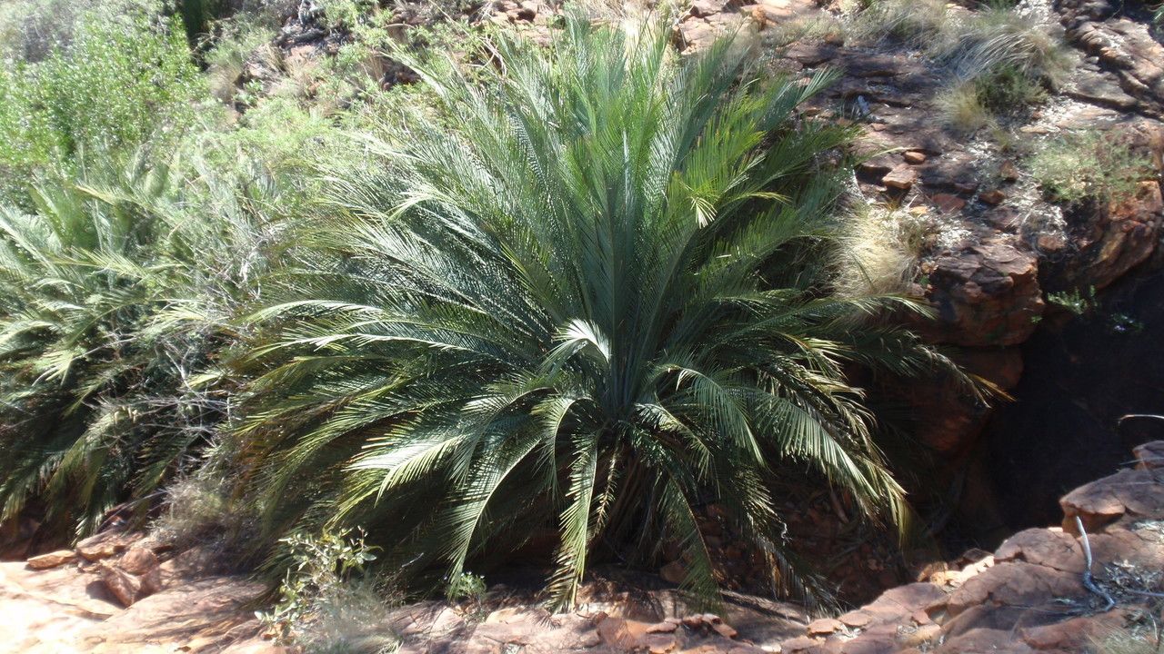 Macrozamia macdonnellii — search result for 'Zamiaceae'
