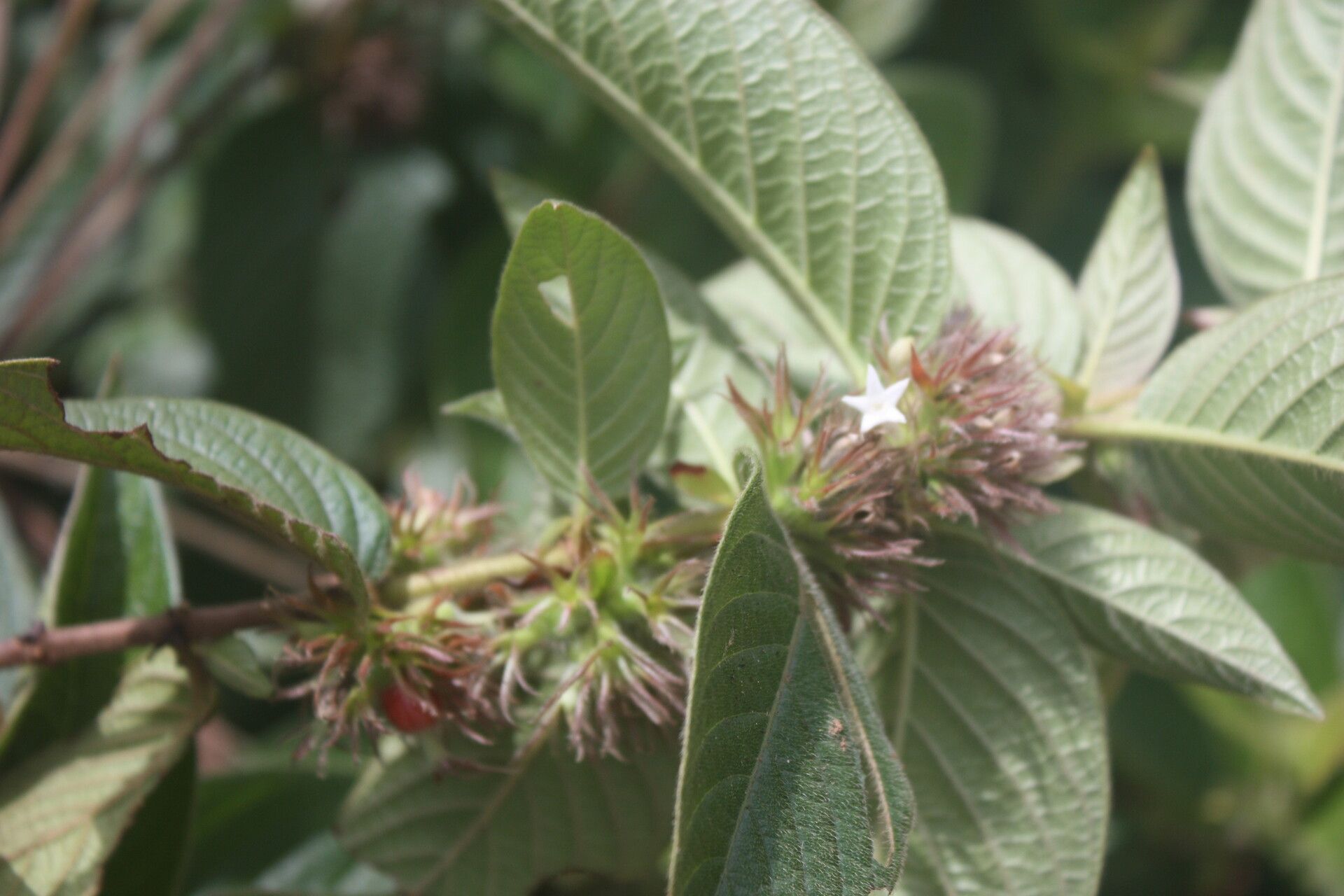 Sabicea brevipes flower