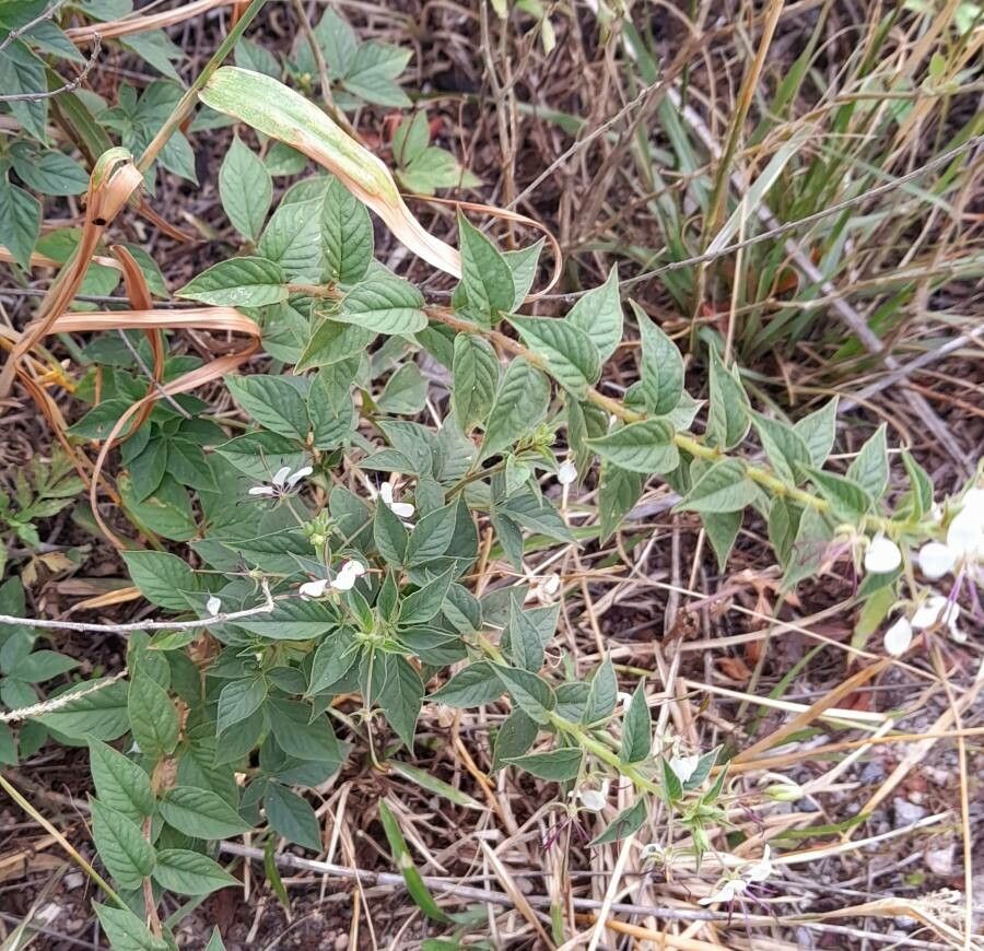 Cleome cordobensis habit