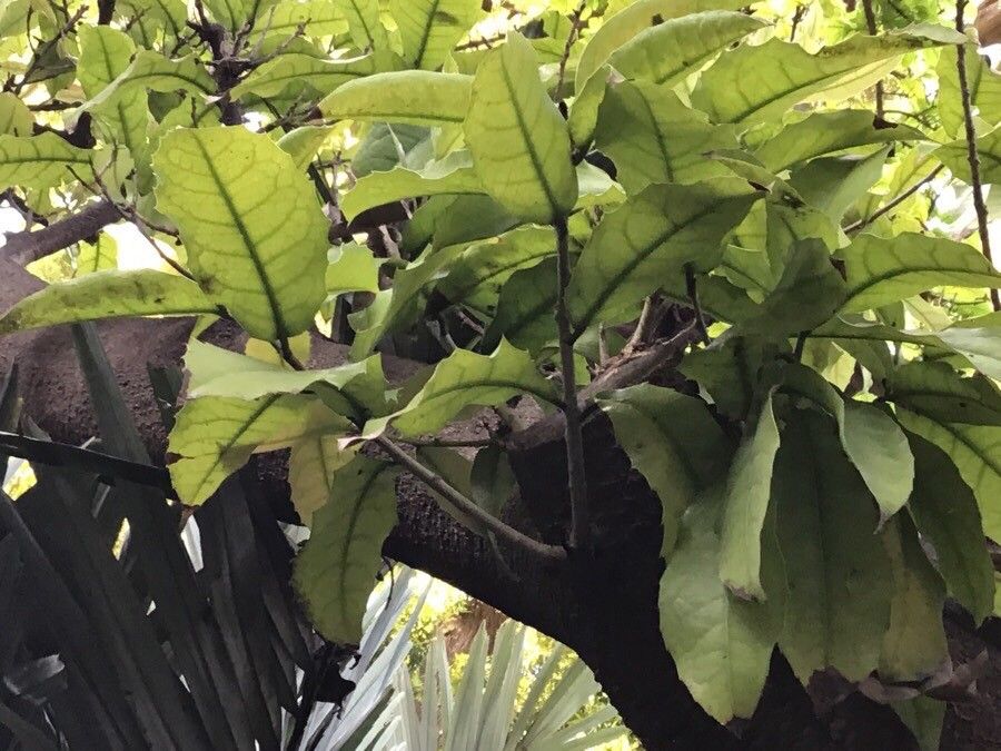 Hippomane spinosa — related species from the same genus