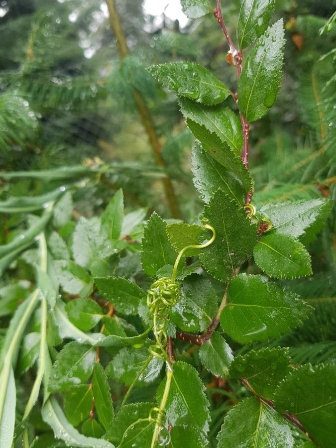 Mutisia coccinea — related species from the same genus