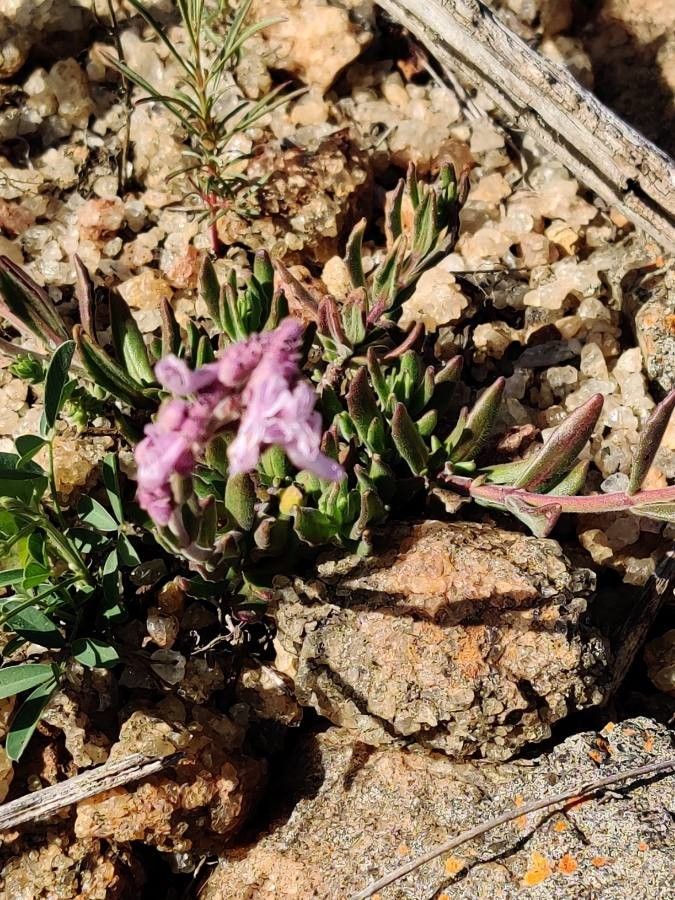 Orthosiphon parvifolius leaf