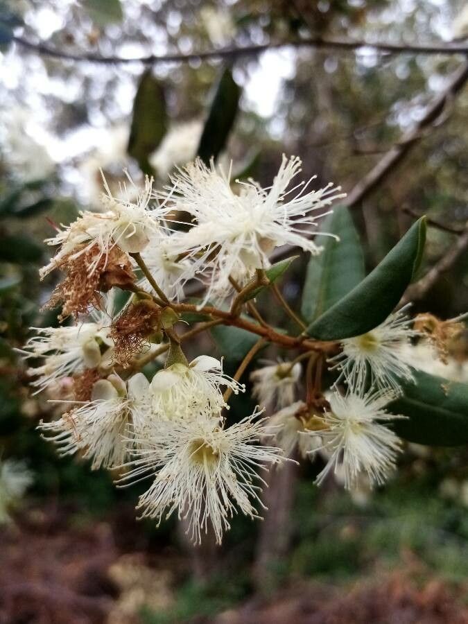 Myrceugenia exsucca flower