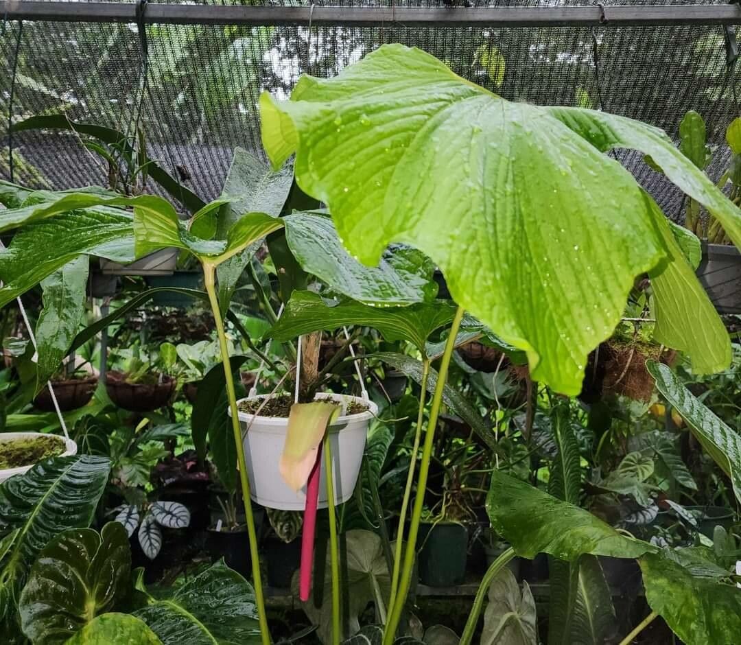 Anthurium draconopterum — houseplant care guide