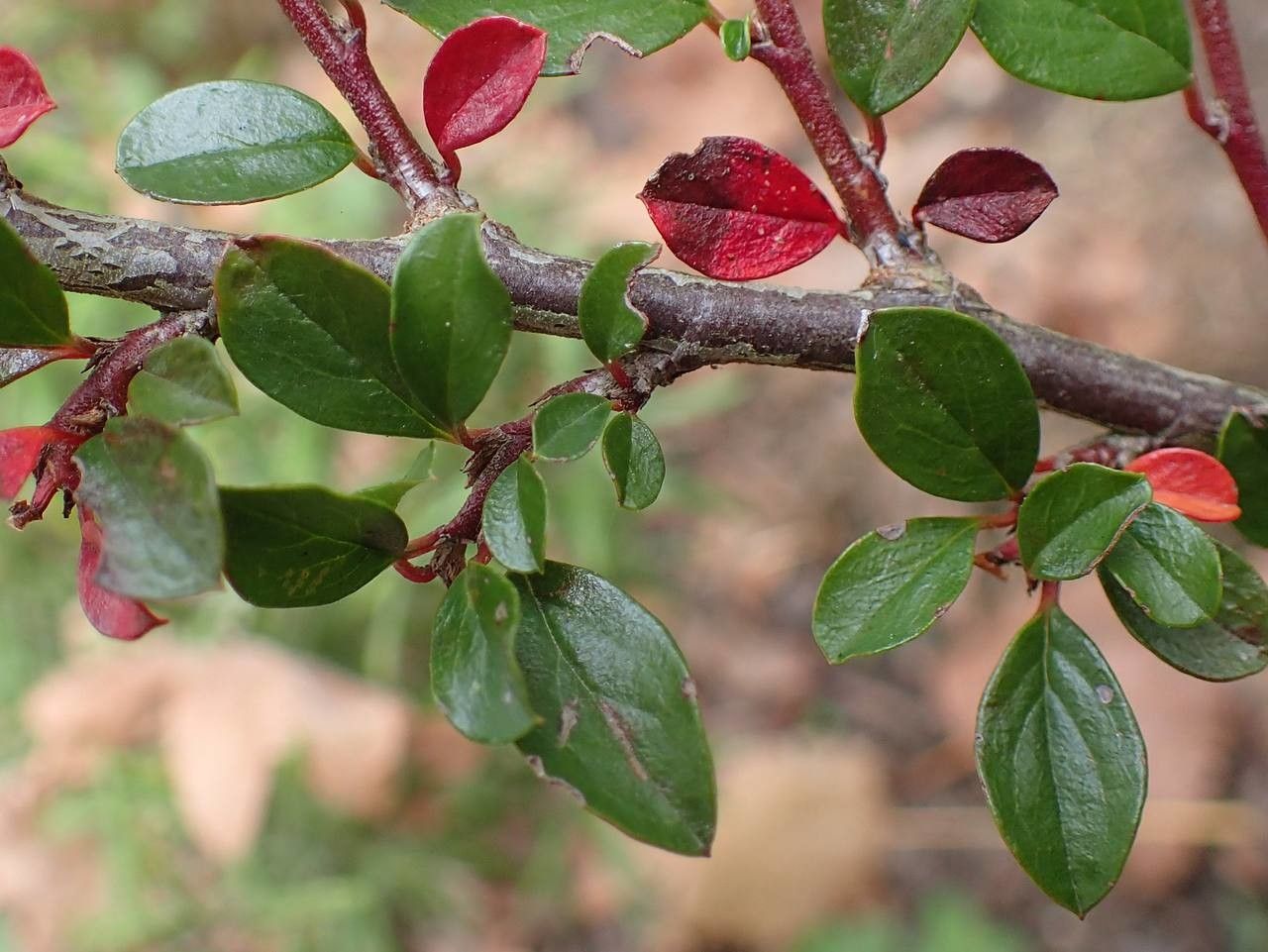 Cotoneaster spongbergii — houseplant care guide