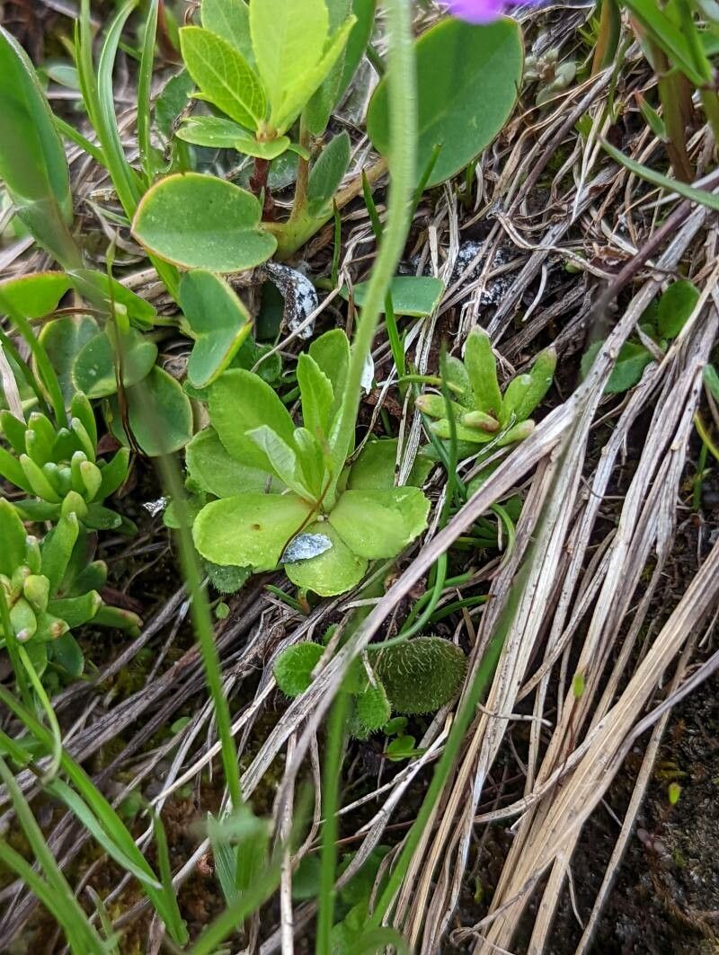 Primula glutinosa — houseplant care guide