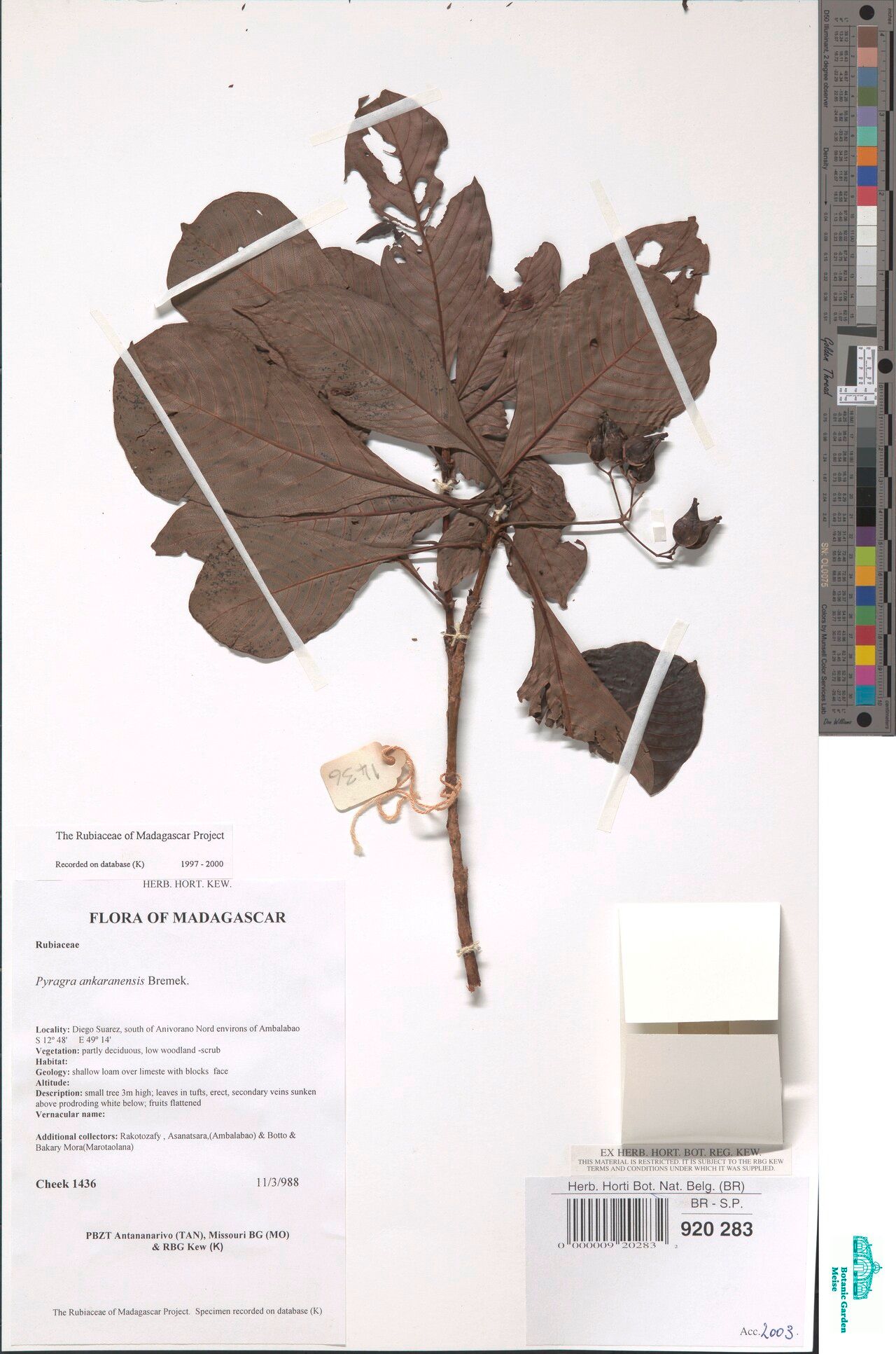 Psychotria ankarensis — houseplant care guide