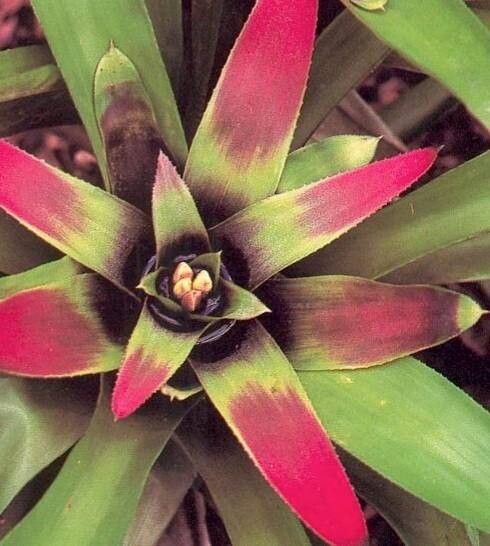 Nidularium viridipetalum — houseplant care guide