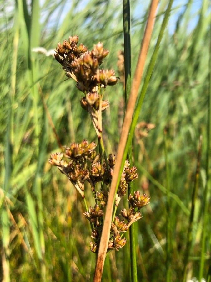 Juncus maritimus flower