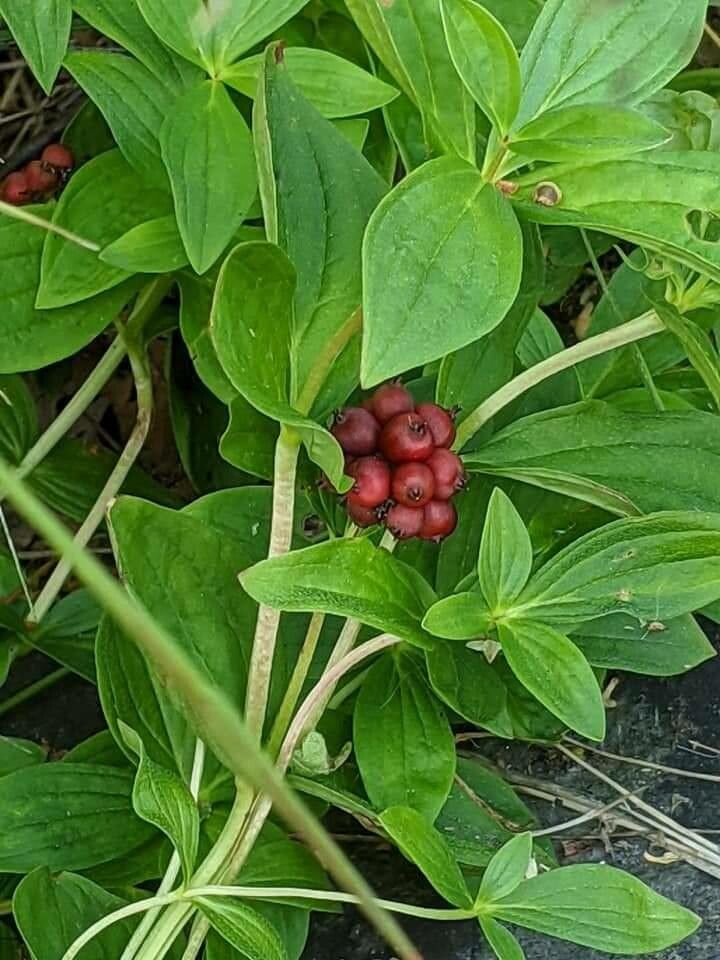 Cornus suecica fruit