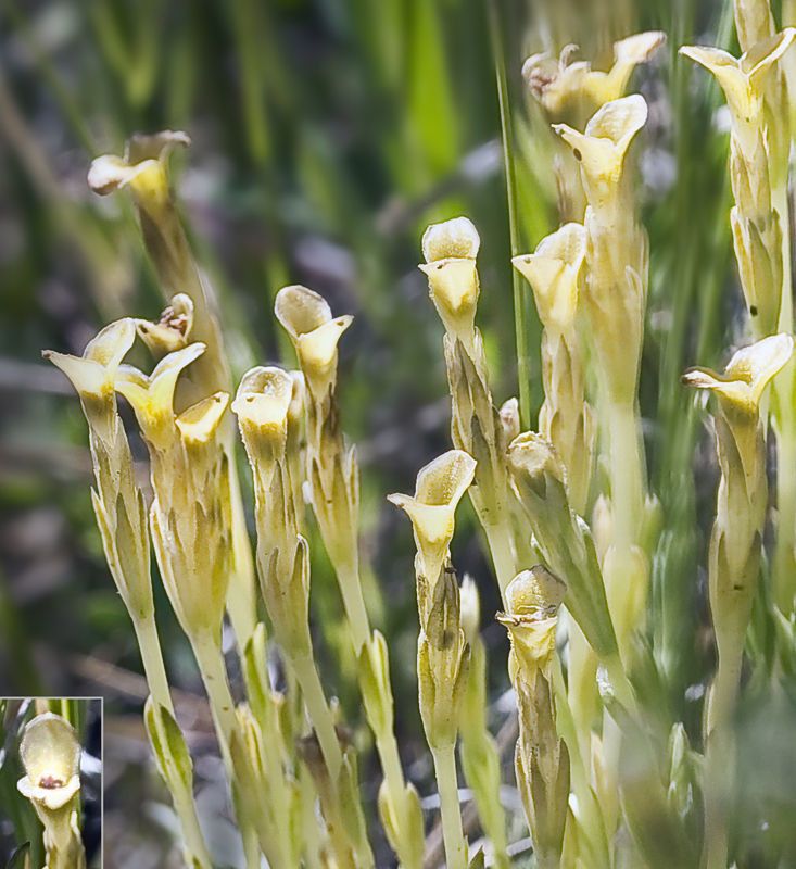 Gentiana fremontii flower